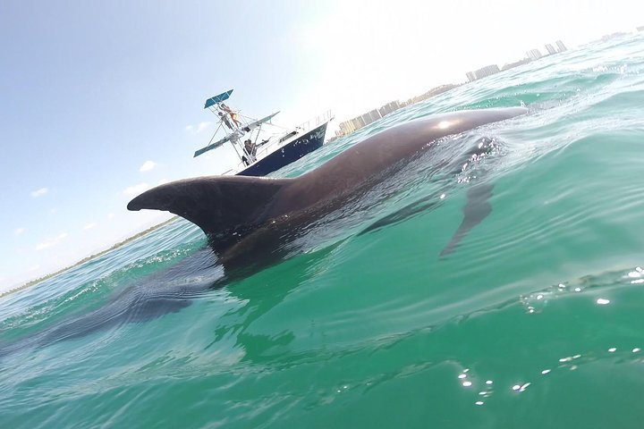 Bottlenose and spinner dolphins