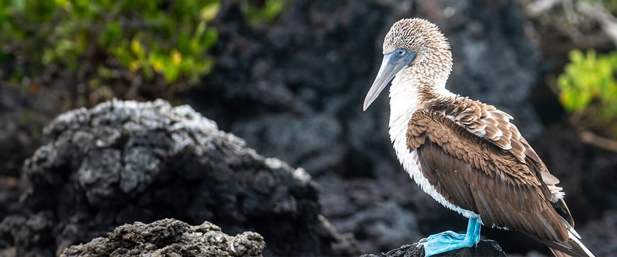 Bird Watching, The Marietas Islands