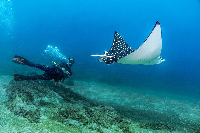 Buceo, Puerto Vallarta