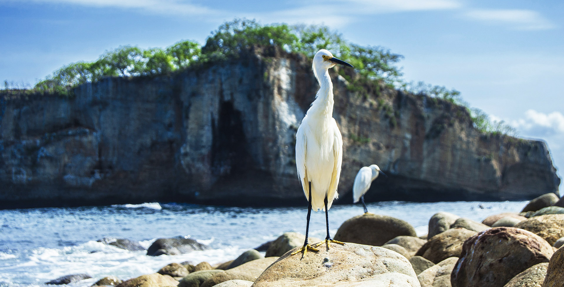 Wildlife Observation
